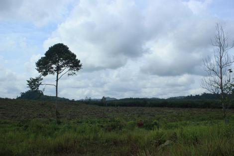blog ils ont mangé la forêt