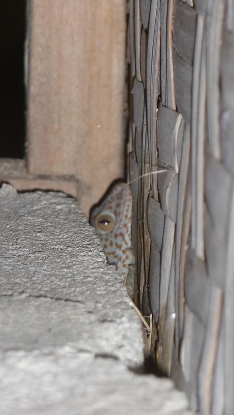 Blog Edgar le lézard