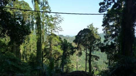 Blog reste de rain forest