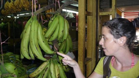 blog bananes géantes