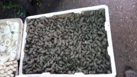 blog escargots de boue