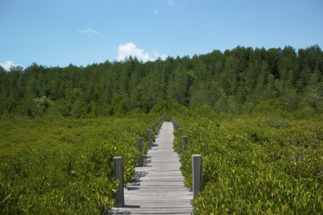 Blog mangrove arbres