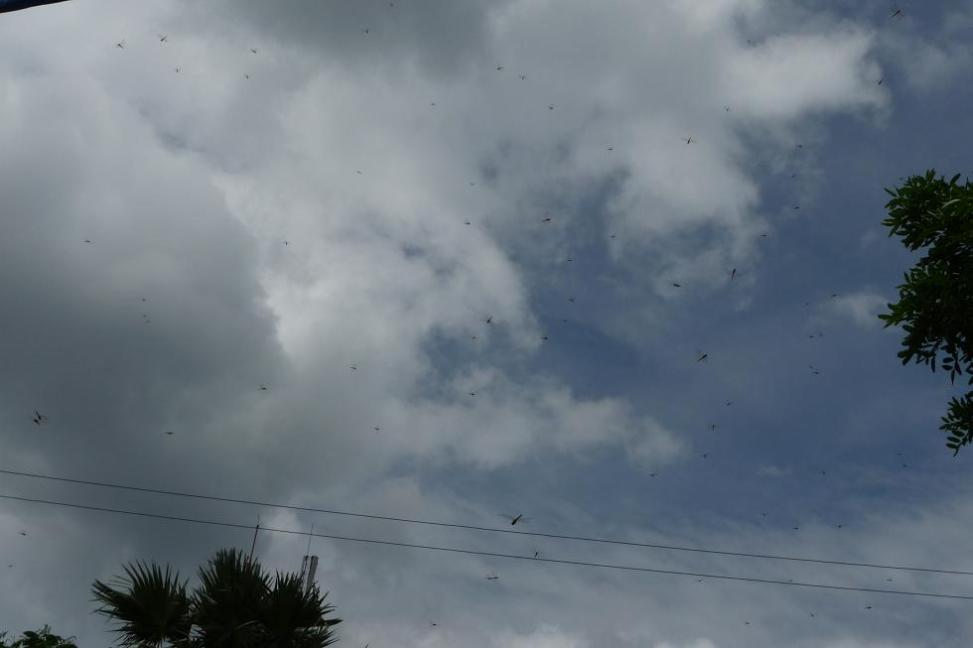 en roulant en mob c'est joli, et le soir en arrivant on a de quoi s'en faire un dîner...