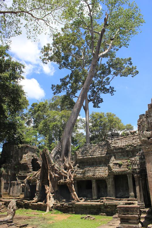 blog preah khan arbre 2