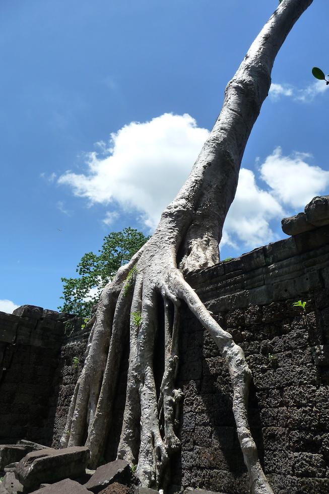 Blog preah khan arbre