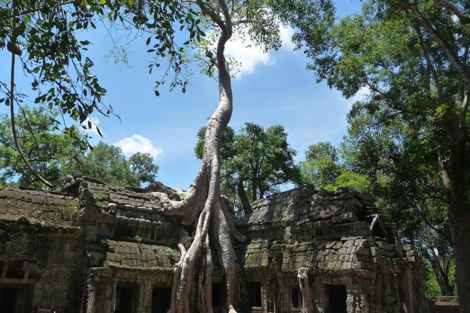 Blog Ta Phrom et la jungle