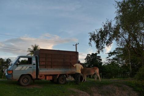 Camion à vache