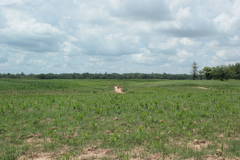 Parmi les champs, une mob sur l'île à côté de Kampung Cham