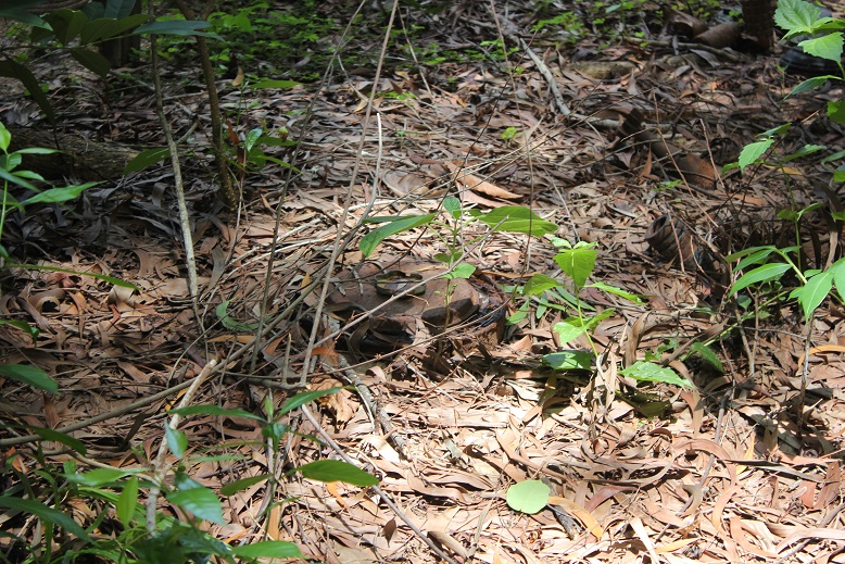 Celle-ci n'est pas très bien cachée. Certaines sont enfouies sous 20cm et vous arrachent quand même la jambe.