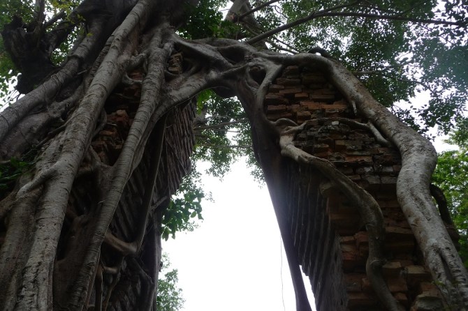 Arbre-pousse-sur-pierres