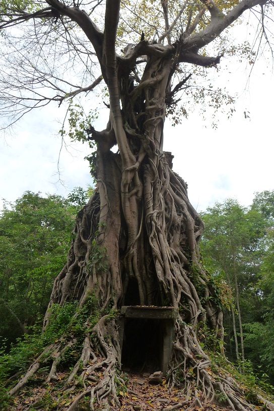 arbre-pousse-sur-temple