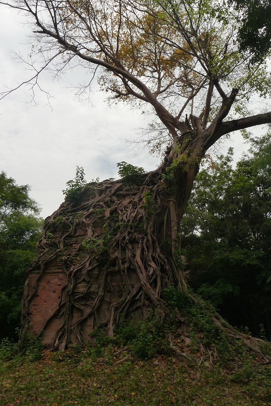 arbre-pousse-sur-temple-cambodge
