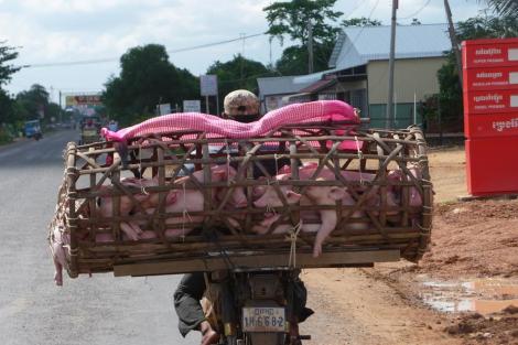 Transport en commun de cochons