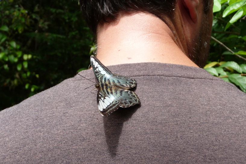 Aurel s'est senti pousser des ailes.