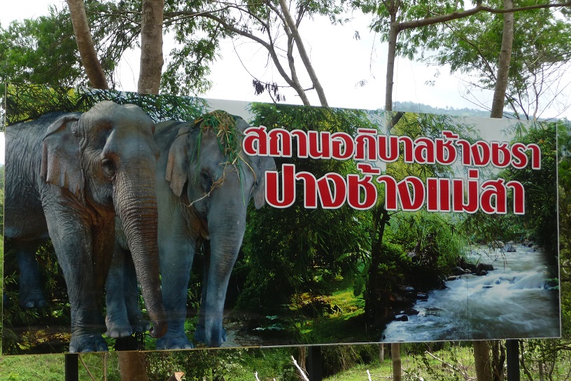 Baigne-toi avec les éléphants