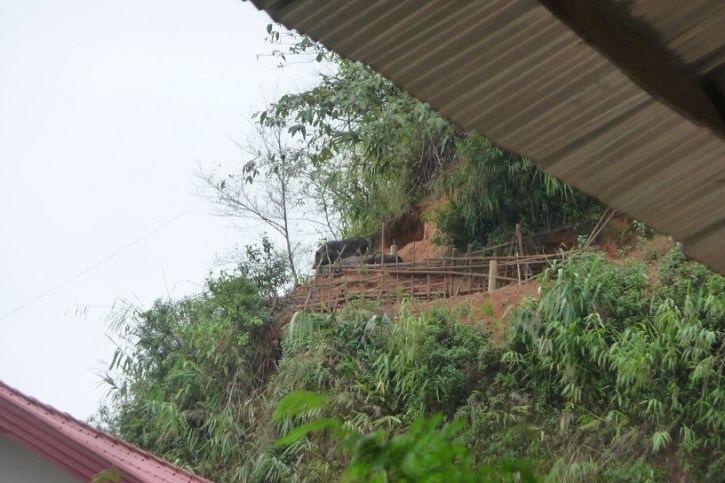 cochons-sur-leur-terrasse