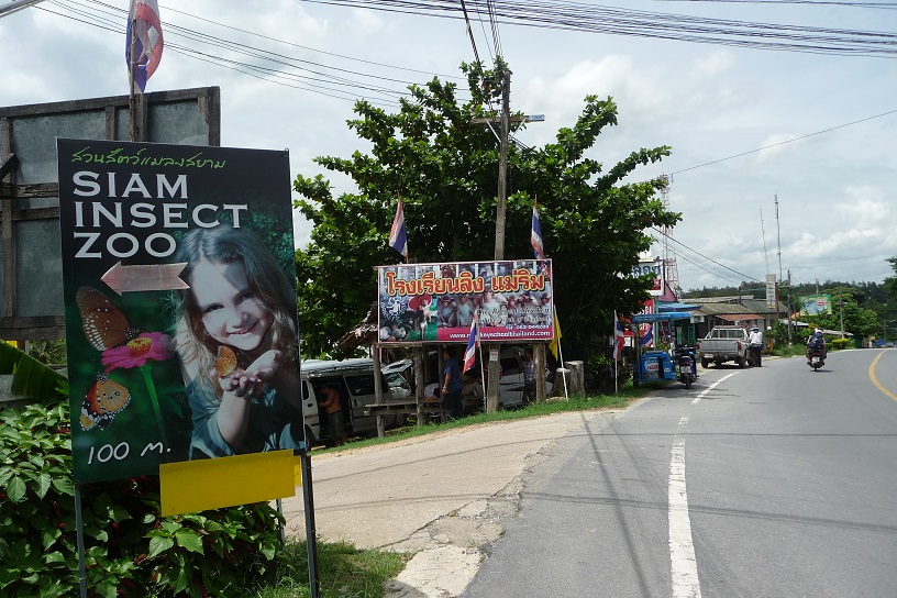 Fais des bisous aux sauterelles