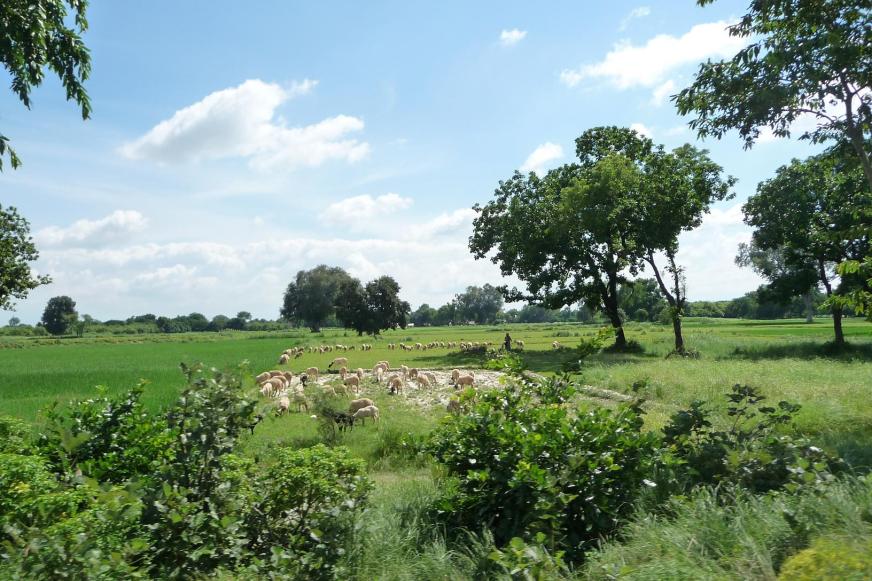 A la recherche de paysages champêtres dans ce genre, voyez-vous ?