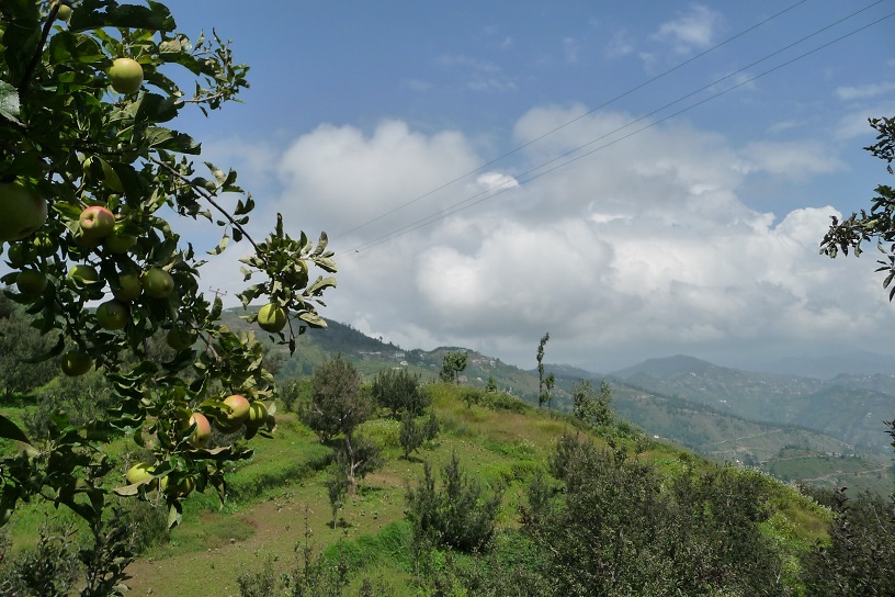 la-tete-dans-les-pommiers