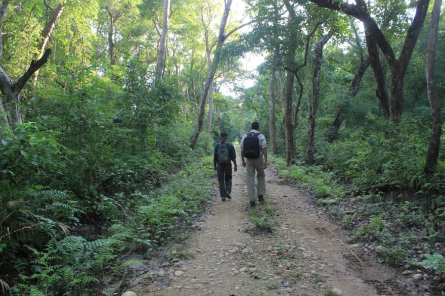 1 aurel-dans-la-jungle