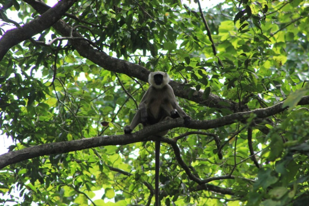 10-un-singe-qui-glande