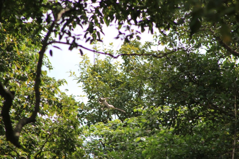 11-un-singe-qui-saute