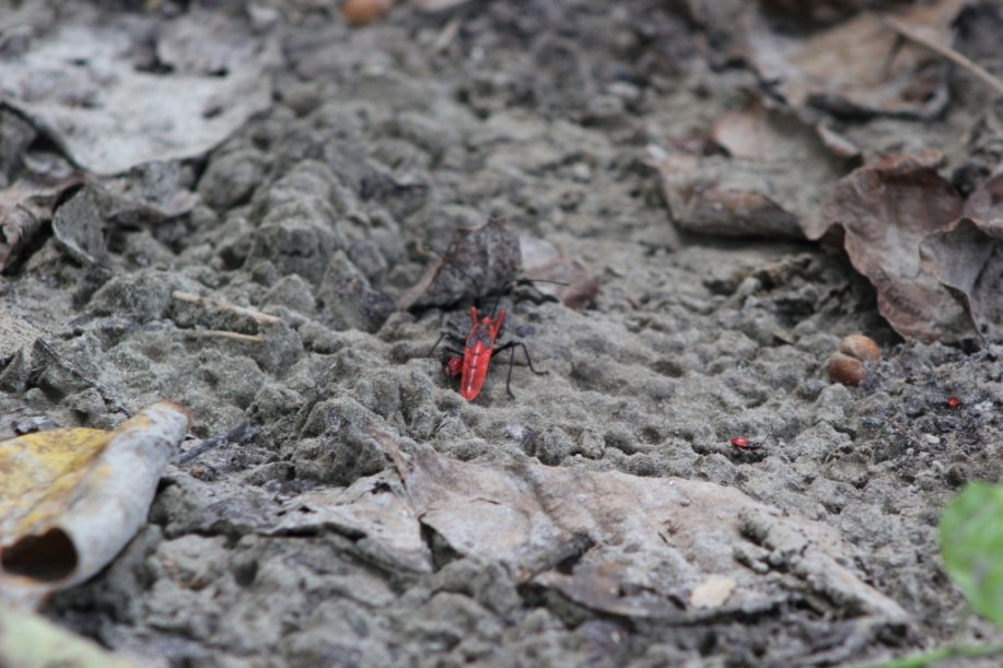 Un gendarme des Galapagos
