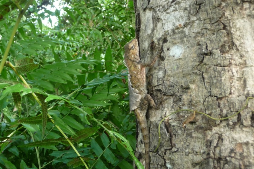 Un caméléon qui mue