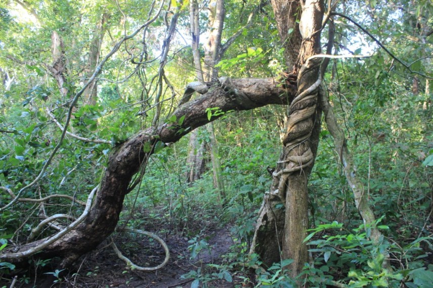 De quoi se suspendre à la mode Indiana Jones si un rhino nous charge