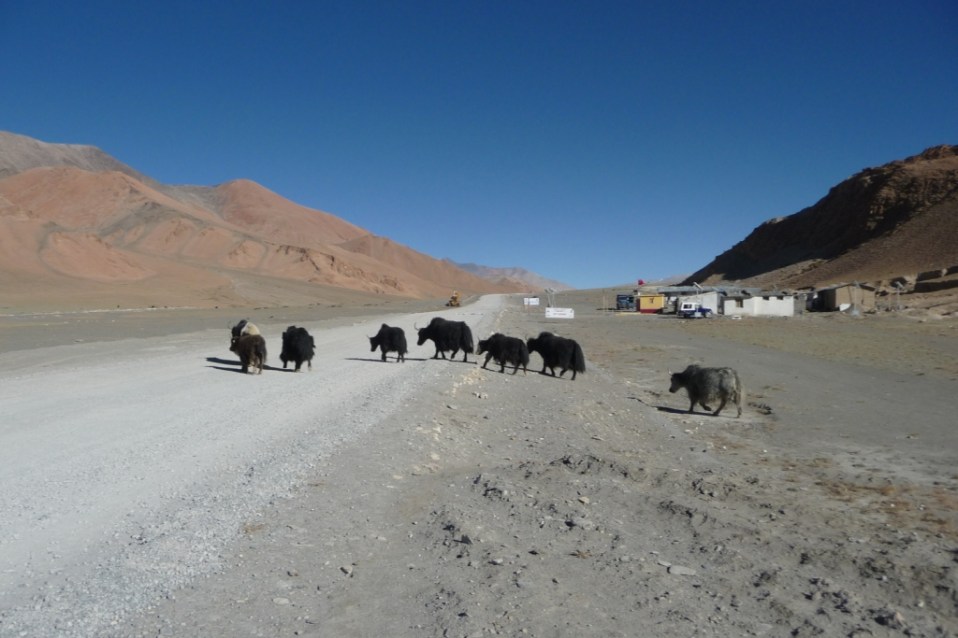 29-le-troupeau-de-yak