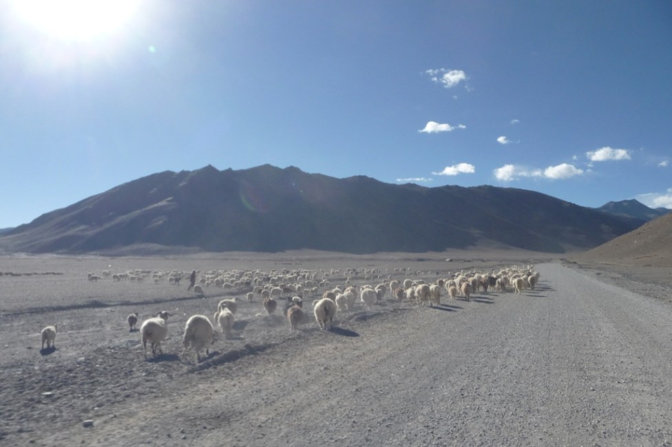 33-salut-les-moutons