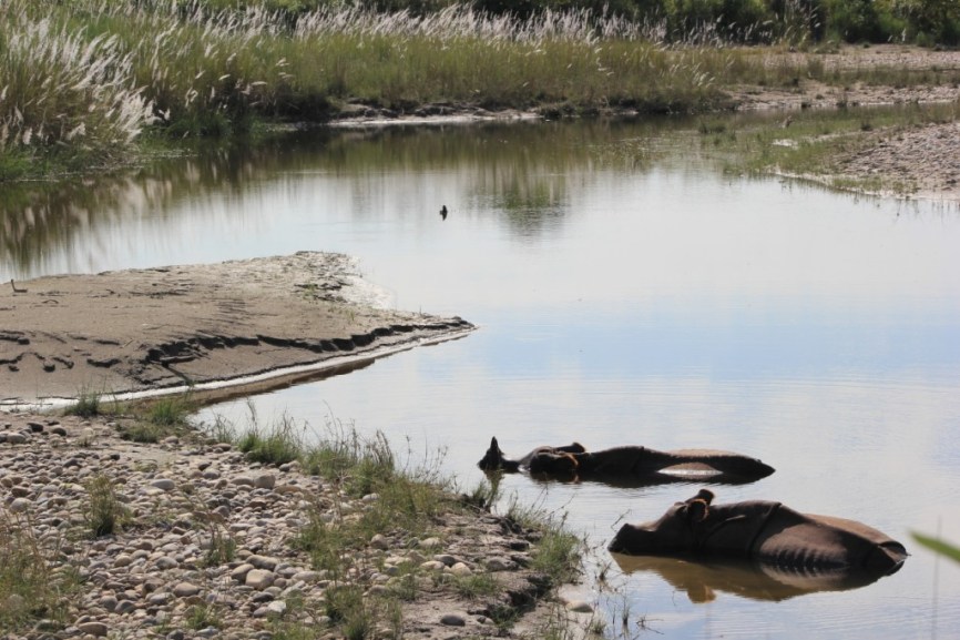 Deux rhinos dans l'eau