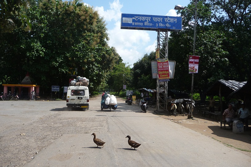 Les canards sont les meilleurs amis de l'homme, pensez-y.