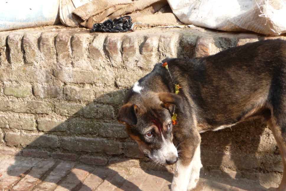 Un chien avec un collier de fleurs et uneTika sur le front, le verni!