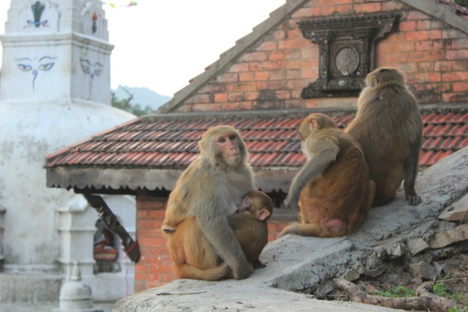 Ce temple s'appelle aussi Monkey temple. Allez savoir...